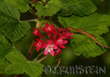 Ribes sanguineum